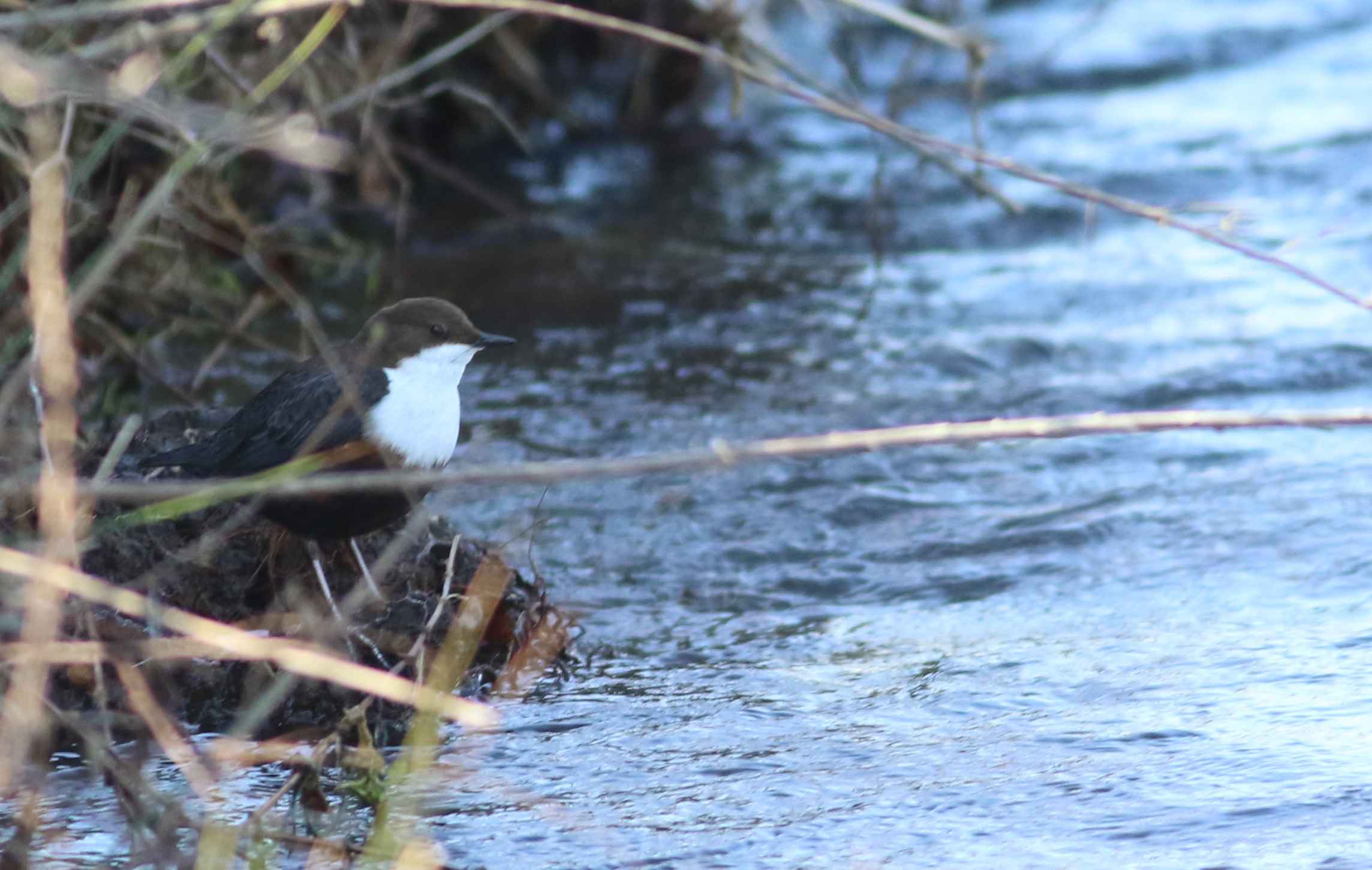 White-throated Dipper